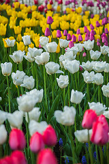 Image showing Multicolored flower  tulip field in Holland