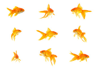 Image showing Set of gold fishes