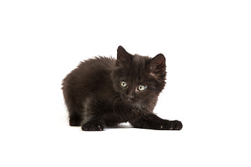 Image showing Cute black kitten on  a white background