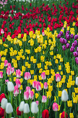 Image showing Multicolored flower  tulip field in Holland