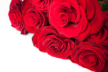 Image showing Three fresh red roses over white background