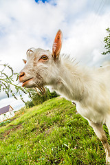 Image showing Portrait of a funny goat looking to a camera over blue sky backg