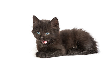 Image showing Cute black kitten on  a white background