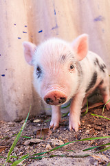 Image showing Close-up of a cute muddy piglet running around outdoors on the f