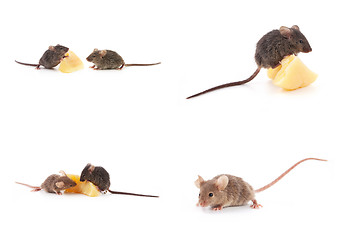 Image showing Set of mice, Mouse and cheese on white