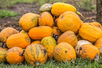 Image showing Pumpkins in pumpkin patch waiting to be sold