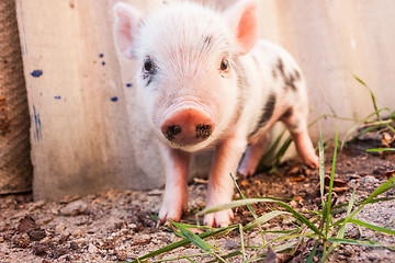 Image showing Close-up of a cute muddy piglet running around outdoors on the f