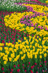 Image showing Multicolored flower  tulip field in Holland