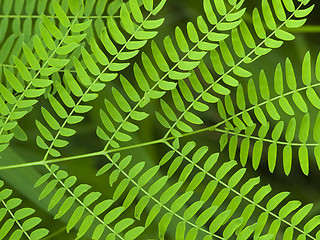 Image showing Leaf abstract