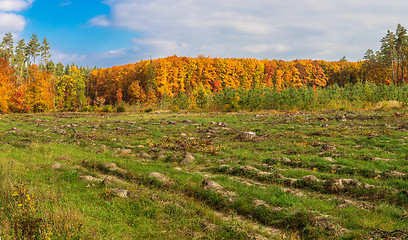 Image showing Autumn forest panorama