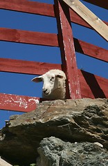 Image showing Peeping sheep