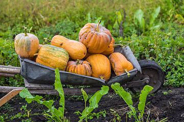 Image showing Pumpkins on a wheelbarrow.