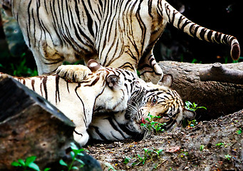 Image showing Two Tigers