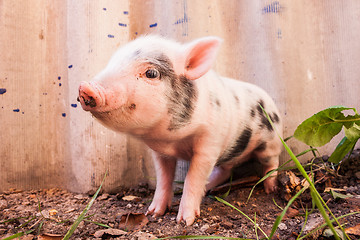 Image showing Close-up of a cute muddy piglet running around outdoors on the f