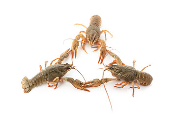 Image showing River raw crayfishes