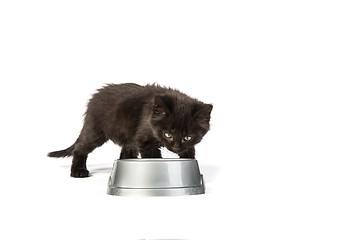 Image showing Black kitten drinks milk, on a white background