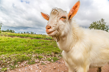 Image showing Portrait of a funny goat looking to a camera over blue sky backg