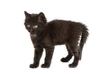 Image showing Cute black kitten on  a white background