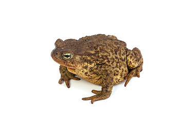 Image showing Forest toad. Green frog