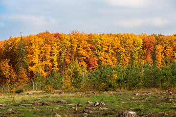 Image showing Autumn forest panorama