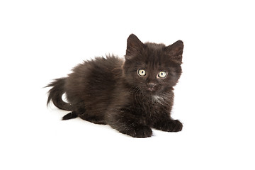 Image showing Cute black kitten on  a white background