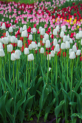 Image showing Multicolored flower  tulip field in Holland