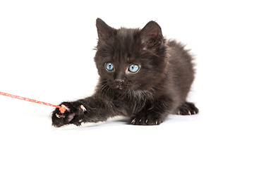 Image showing Black kitten playing with a red ball of yarn on white background