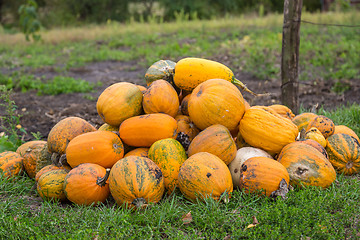 Image showing Pumpkins in pumpkin patch waiting to be sold