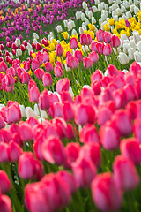 Image showing Multicolored flower  tulip field in Holland