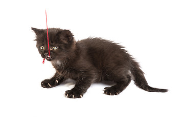 Image showing Cute black kitten on  a white background