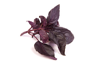 Image showing Fresh green basil leaves isolated on a white background