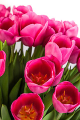 Image showing Bunch of tulips on a white