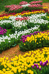 Image showing Multicolored flower  tulip field in Holland