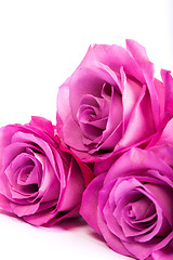 Image showing Three fresh pink roses over white background