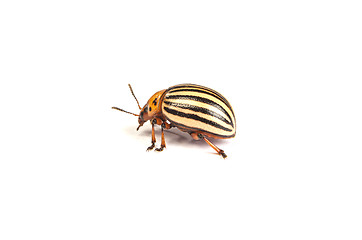 Image showing colorado potato beetles