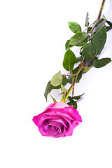 Image showing One fresh pink rose  over white background