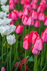 Image showing Multicolored flower  tulip field in Holland