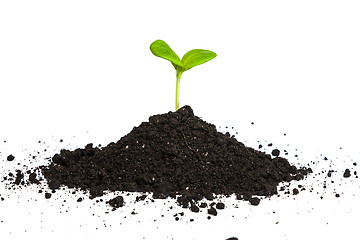Image showing Heap dirt with a green plant sprout isolated