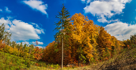 Image showing Autumn forest panorama