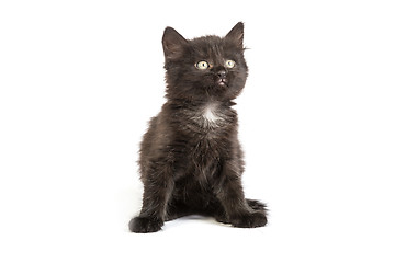 Image showing Cute black kitten on  a white background