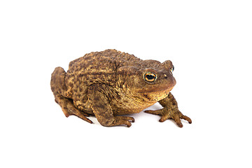 Image showing Forest toad. Green frog