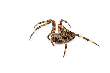 Image showing Spider