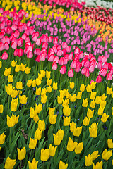 Image showing Multicolored flower  tulip field in Holland