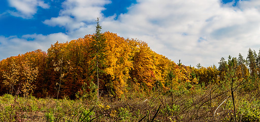 Image showing Autumn forest panorama