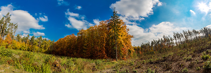 Image showing Autumn forest panorama