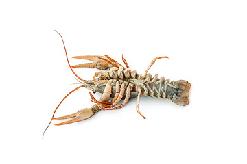 Image showing River raw crayfish