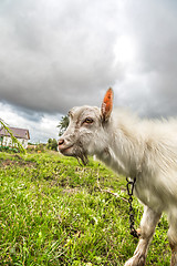 Image showing Portrait of a goat eating a grass on a green meadow