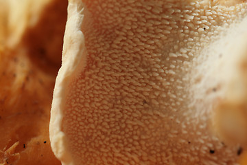 Image showing Hedgehog mushroom