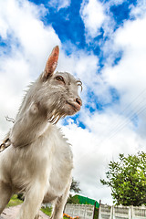 Image showing Portrait of a goat eating a grass on a green meadow