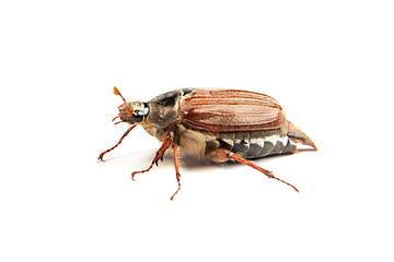 Image showing May bug macro isolated on white.